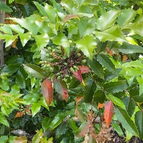 Photo of the plant species Oregon Grape by @ChiefCentella86 named Bieber on Greg, the plant care app