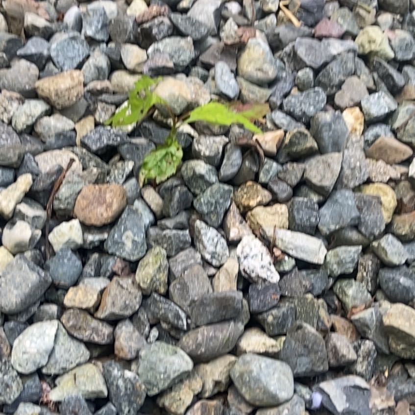 Photo of the plant species Sweet Cherry by @ChiefCentella86 named Maya on Greg, the plant care app