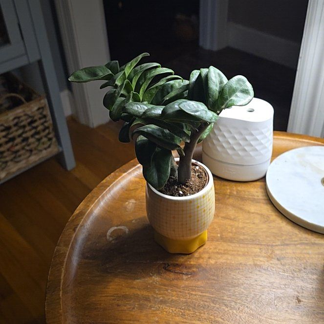 Photo of the plant species ZZ Zenzi by @BriskTexasash59 named Leaf Erickson on Greg, the plant care app