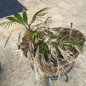 Photo of the plant species Mexican Fan Palm by @TidyShallot45 named Harry on Greg, the plant care app