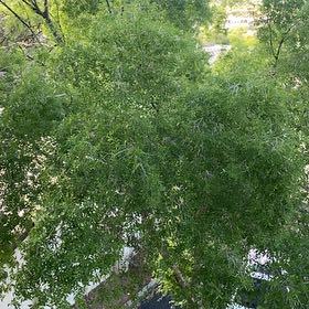 Photo of the plant species Indian Jujube by @AngelRuby84 named Sir Plancelot on Greg, the plant care app