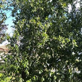 Photo of the plant species California Bay Laurel by @QuesterChards14 named Zion on Greg, the plant care app