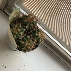 Photo of the plant species Melocactus azureus by @YoungRichweed38 named Togetoge on Greg, the plant care app