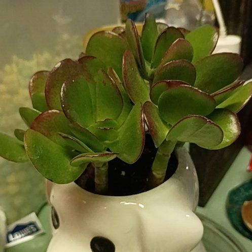 Photo of the plant species Jade Plant by @SultryCooperi33 named Captain Plant-it on Greg, the plant care app