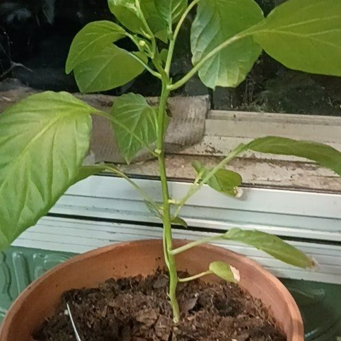 Photo of the plant species Banana Pepper by @SultryCooperi33 named Rosa on Greg, the plant care app
