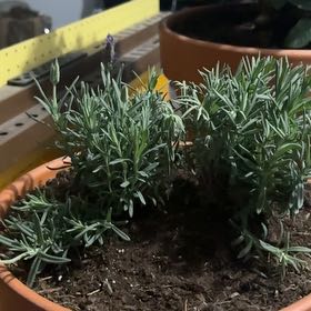 Photo of the plant species Spanish Lavendar by @GuruPawpaw82 named Lucy on Greg, the plant care app