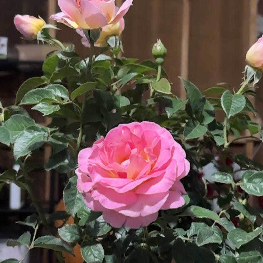 Photo of the plant species Hybrid Tea Rose by @GuruPawpaw82 named Zeus on Greg, the plant care app
