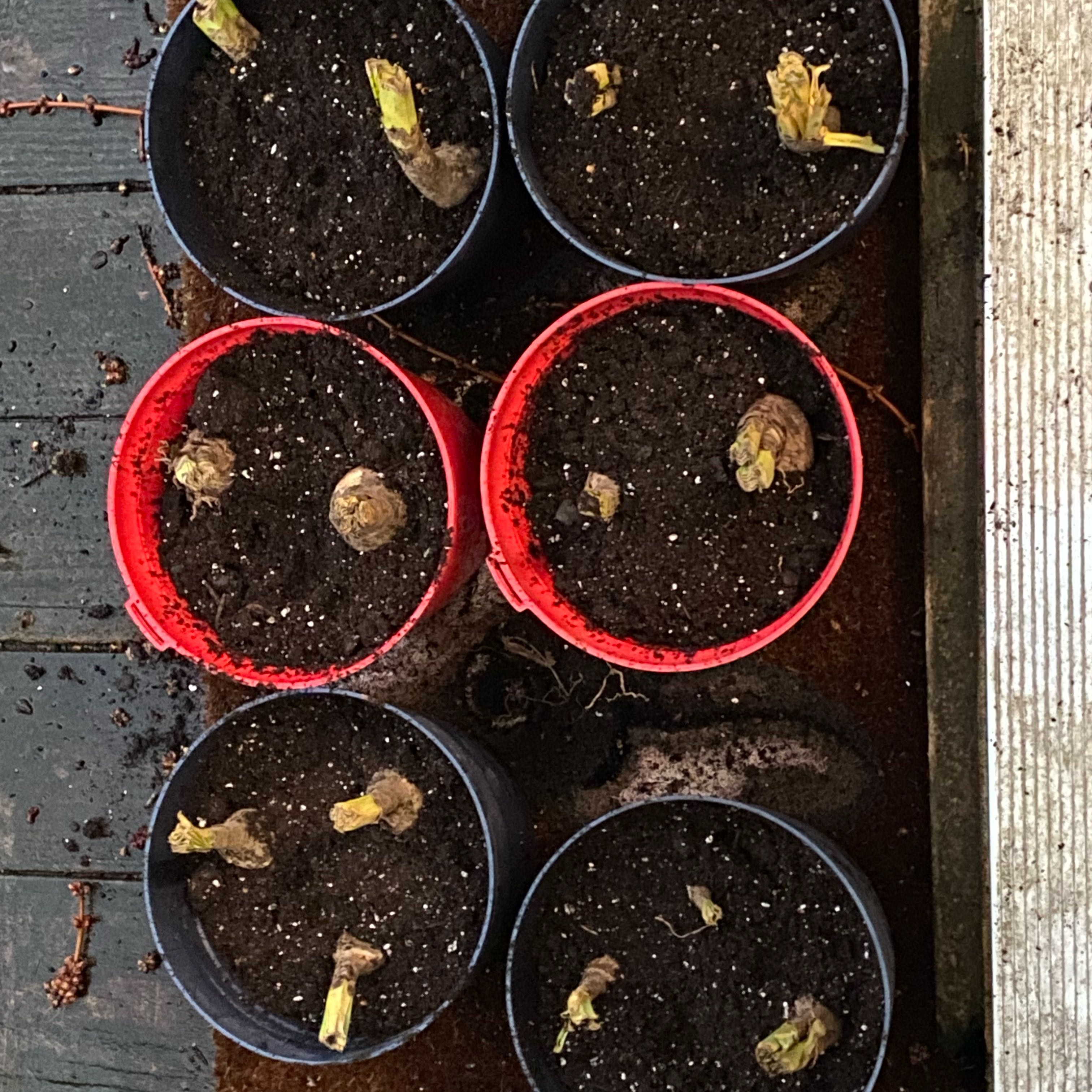 Photo of the plant species Amaryllis by @EarthyKamahi97 named Fernie Saunders on Greg, the plant care app