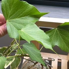 Photo of the plant species Canarian Ivy by @ElderTawa83 named Lavender on Greg, the plant care app