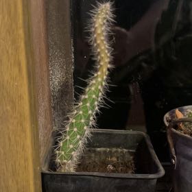 Photo of the plant species Mexican Night-Bloom Cereus by @LargeMayten named Leonardo on Greg, the plant care app
