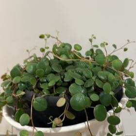 Photo of the plant species Peperomia 'Pepperspot' by @GemAgarito40 named Leonardo on Greg, the plant care app