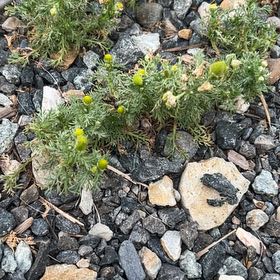 Photo of the plant species Disc Mayweed by @BabyTutsan19 named Marley on Greg, the plant care app