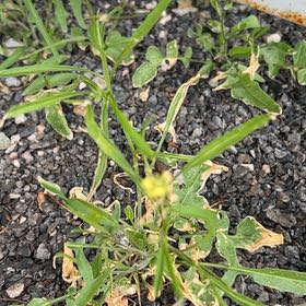 Photo of the plant species Lanceleaf Tickseed by @BabyTutsan19 named Robert Plant on Greg, the plant care app