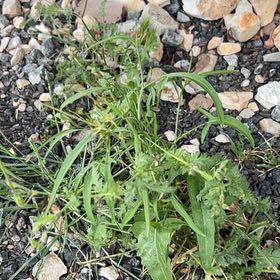 Photo of the plant species London Rocket by @BabyTutsan19 named Harper on Greg, the plant care app