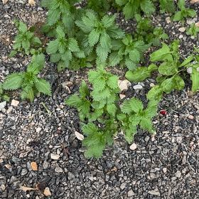 Photo of the plant species Hoary Stinging Nettle by @BabyTutsan19 named Huckleberry Fern on Greg, the plant care app