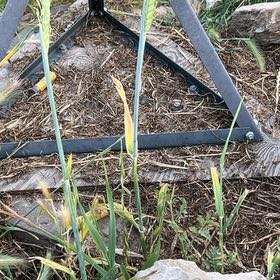 Photo of the plant species Wheatgrass by @BabyTutsan19 named Emerson on Greg, the plant care app