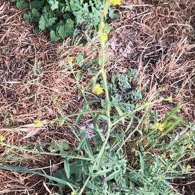 Photo of the plant species Oil Lettuce by @BabyTutsan19 named Athena on Greg, the plant care app