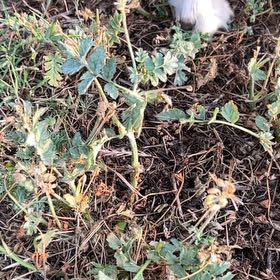 Photo of the plant species Peas by @BabyTutsan19 named Bieber on Greg, the plant care app