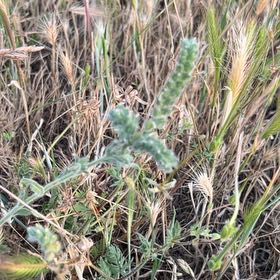 Photo of the plant species Crossleaf Heath by @BabyTutsan19 named Hamilton on Greg, the plant care app