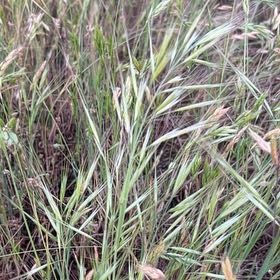Photo of the plant species Barren Brome by @BabyTutsan19 named Messi on Greg, the plant care app