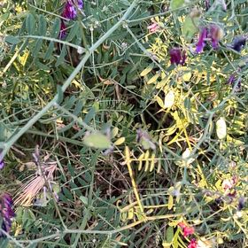 Photo of the plant species Garden Vetch by @BabyTutsan19 named Elle on Greg, the plant care app