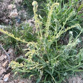 Photo of the plant species Goose Tongue by @BabyTutsan19 named McKinley on Greg, the plant care app