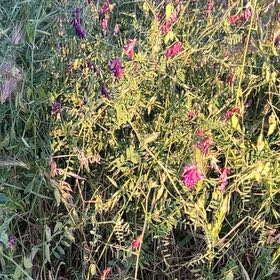 Photo of the plant species Garden Vetch by @BabyTutsan19 named Beyonce on Greg, the plant care app