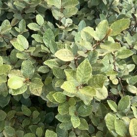 Photo of the plant species Thorny Olive by @GlossyZebrina86 named Cleopatra on Greg, the plant care app
