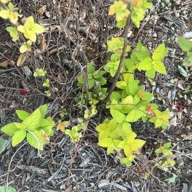 Photo of the plant species Steeplebush by @GlossyZebrina86 named Gates on Greg, the plant care app