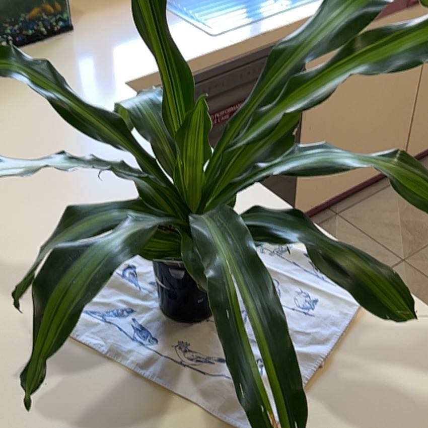 Photo of the plant species Dracerna Golden heart by @ProPinklaui23 named Bigleef Smalls on Greg, the plant care app