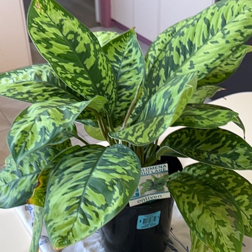 Photo of the plant species Homalomena 'Camouflage' by @ProPinklaui23 named Gregarious on Greg, the plant care app
