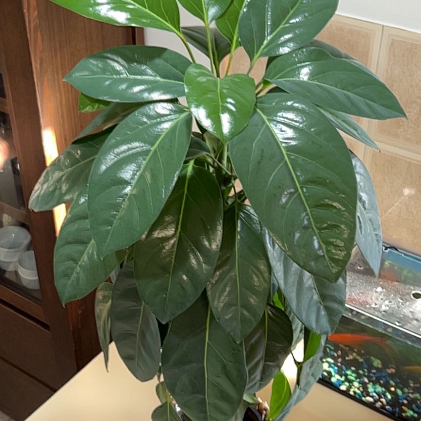 Photo of the plant species Schefflera by @ProPinklaui23 named Morgan Treeman on Greg, the plant care app