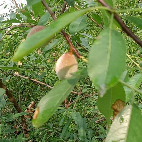 Photo of the plant species almond tree by @PrincelyDuwei41 named Maya on Greg, the plant care app