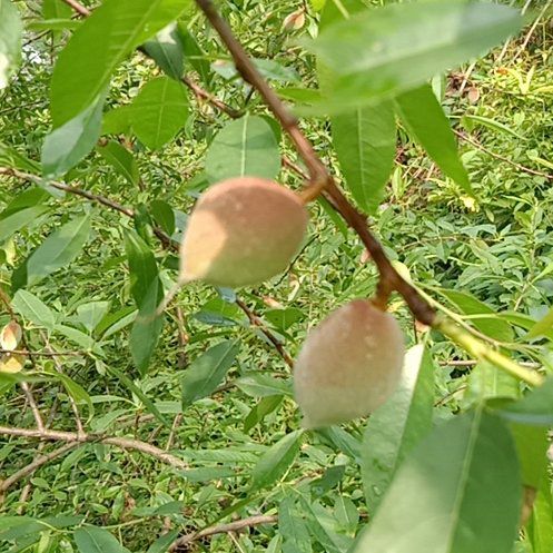 Photo of the plant species almond tree by @PrincelyDuwei41 named Payma Sherpas. on Greg, the plant care app