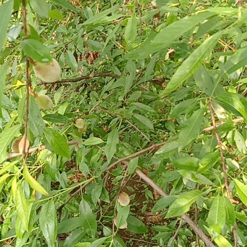 Photo of the plant species almond tree by @PrincelyDuwei41 named Scarlett on Greg, the plant care app