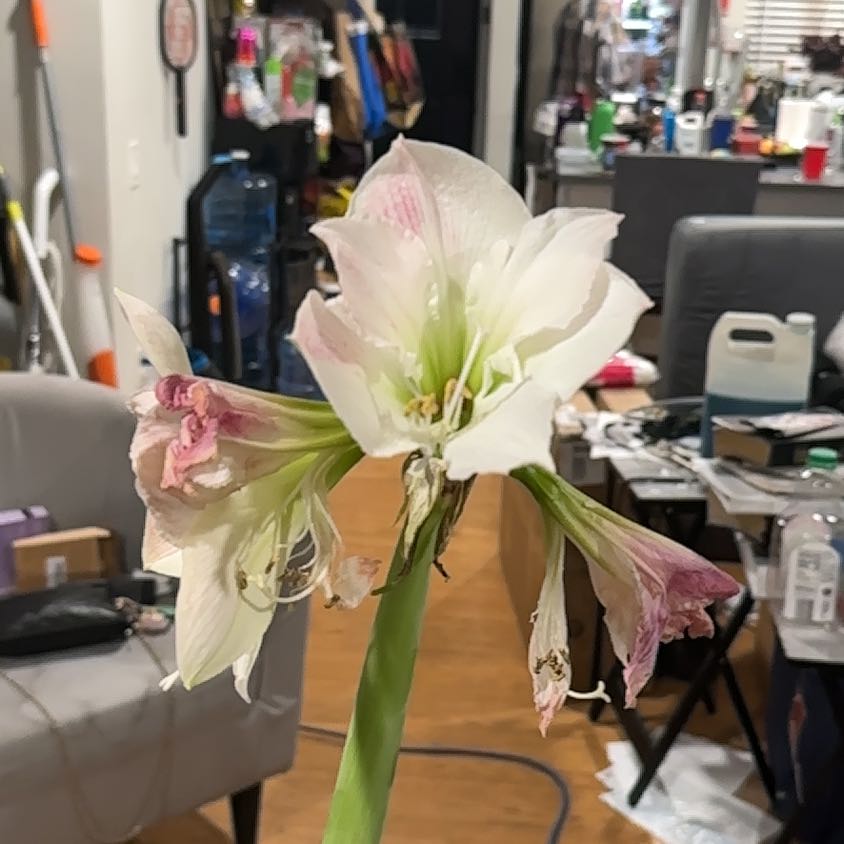 Photo of the plant species Waxed Ameryllis by @FreshBlue39 named Clooney on Greg, the plant care app