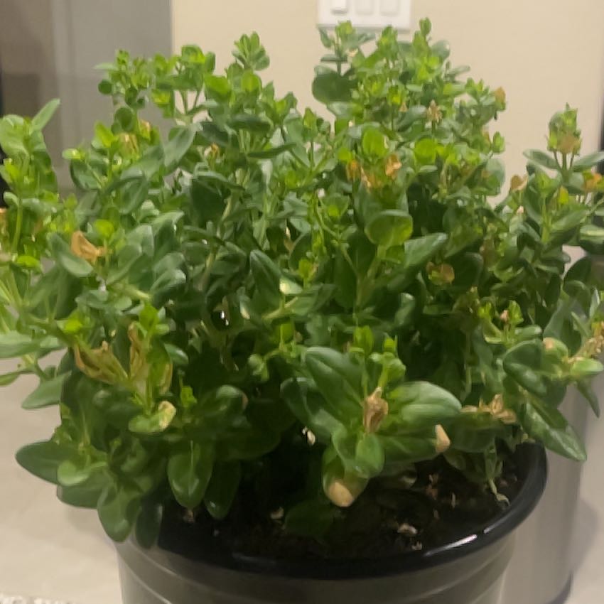 Photo of the plant species Sweet Pea Bush by @JazzyBalsam40 named Orwell on Greg, the plant care app