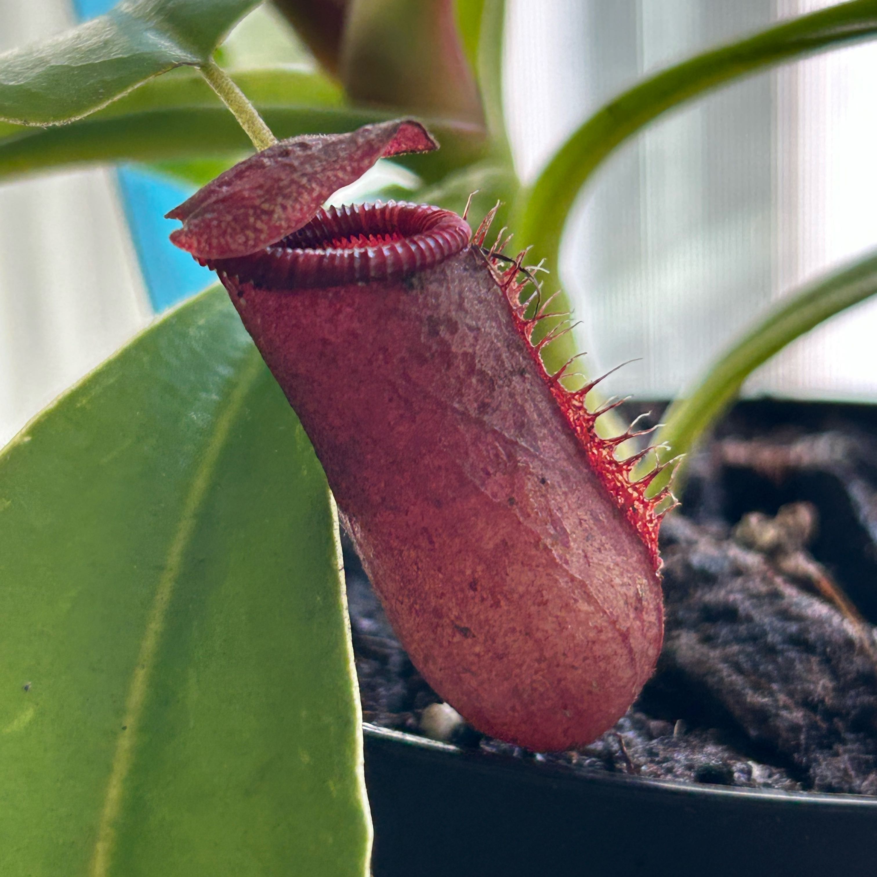 Photo of the plant species Nepenthes lowii x ventricosa 'Red' by @BlazingCanna8 named Lebron on Greg, the plant care app