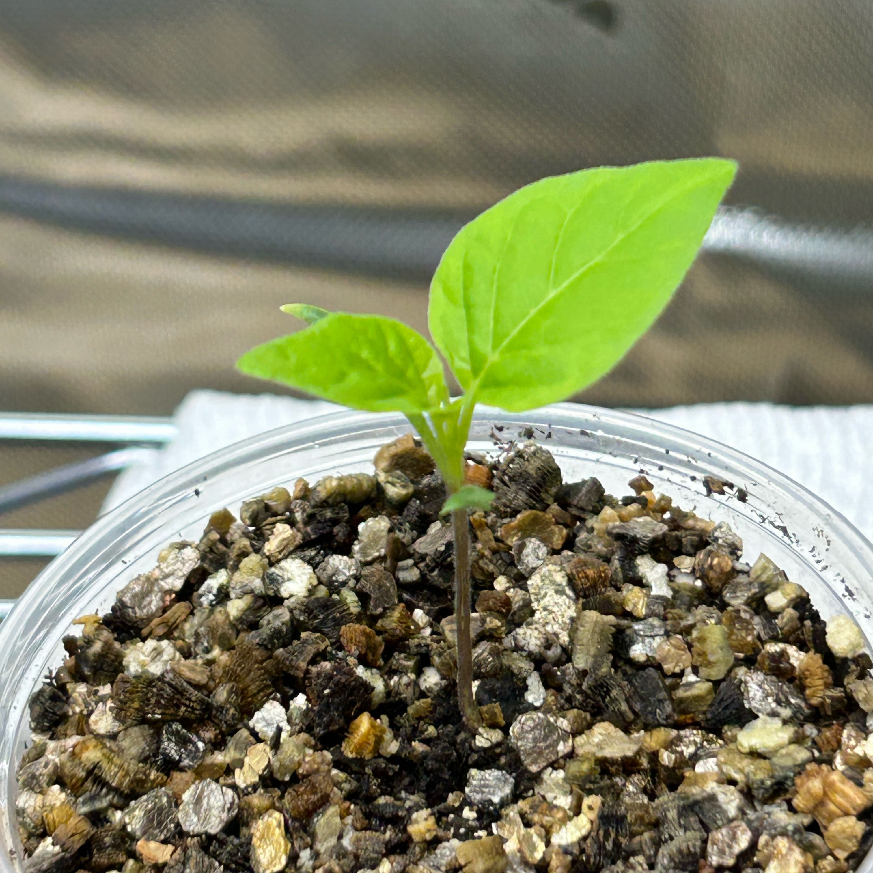 Photo of the plant species Sugar Rush Peach Pepper by @BlazingCanna8 named Hemingway on Greg, the plant care app