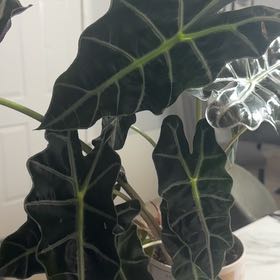Photo of the plant species Alocasoia Amazonica 'Polly' by Keondra named Baesil on Greg, the plant care app