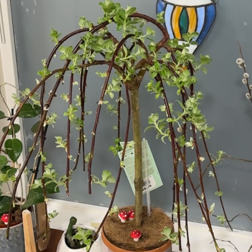 Photo of the plant species Weeping Pussy Willow by @RichEcheveria86 named Kitty on Greg, the plant care app