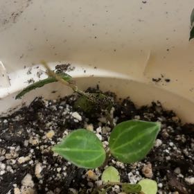 Photo of the plant species Rocca Verde by @RichEcheveria86 named Gates on Greg, the plant care app