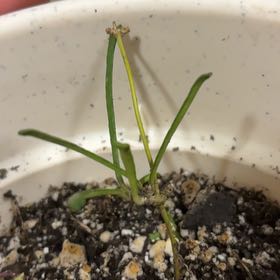 Photo of the plant species Grass-leaved Hoya by @RichEcheveria86 named Turf on Greg, the plant care app