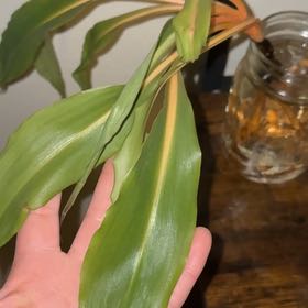 Photo of the plant species Kahili Ginger by @RichEcheveria86 named Walt on Greg, the plant care app