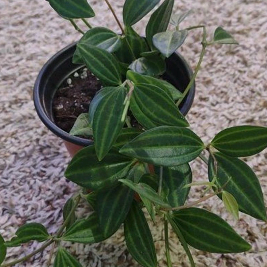 Photo of the plant species Rocca Verde by @RichEcheveria86 named Rocco on Greg, the plant care app