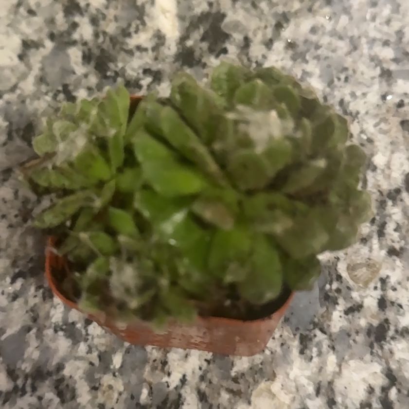 Photo of the plant species Livelong Saxifrage by @NoClue named Stella on Greg, the plant care app