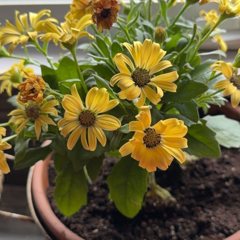 Photo of the plant species Glandular Cape Marigold by @EnticingPecan29 named Einstein on Greg, the plant care app