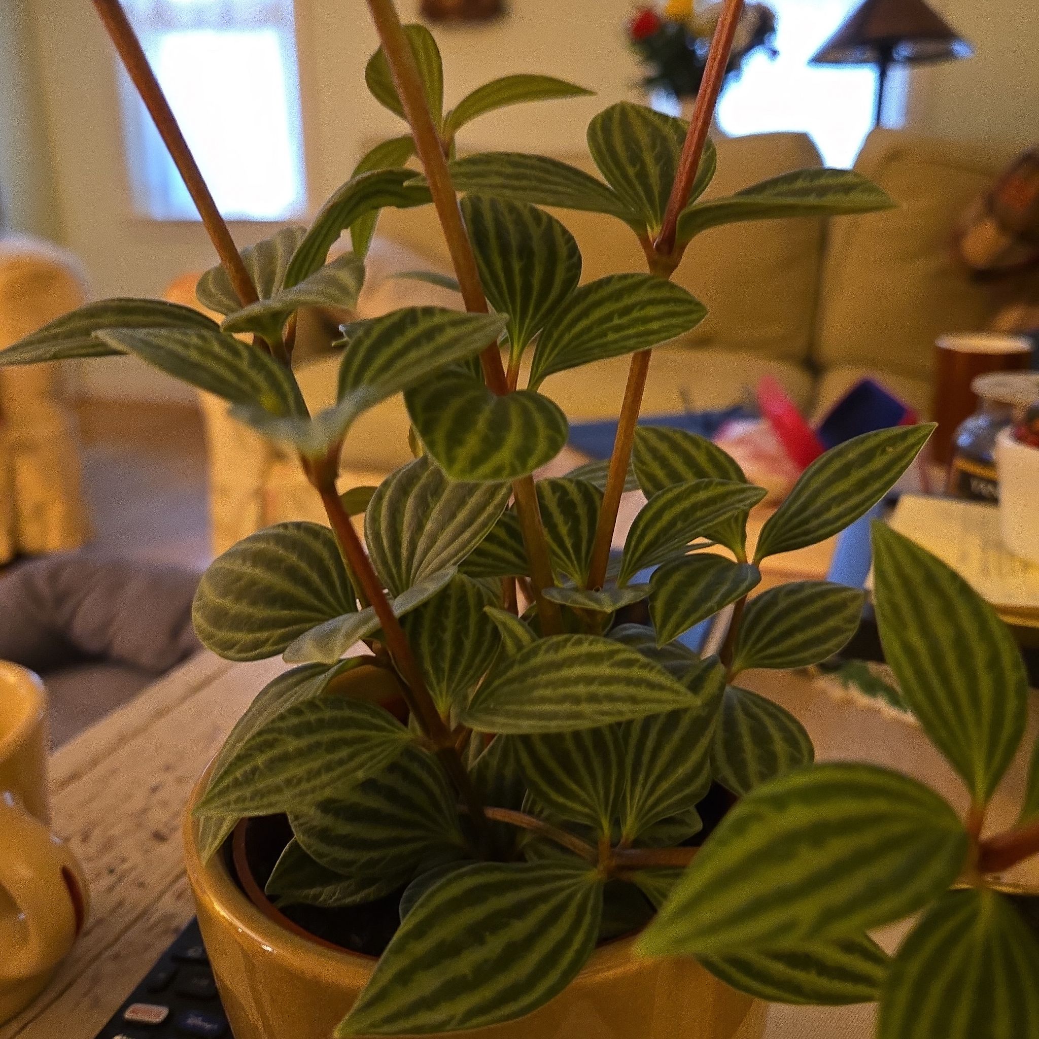 Photo of the plant species Stilt Peperomia by @SirPalepuma78 named Walter on Greg, the plant care app