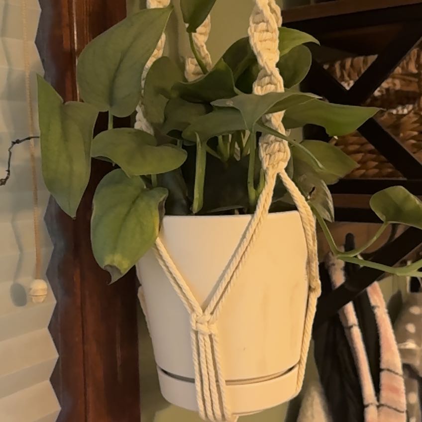 Photo of the plant species Scindapsus pictus 'Silver Hero' by @UnusualAlbo97 named Sproutacus on Greg, the plant care app