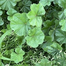 Photo of the plant species Common Mallow by @ElatedPinoak24 named Sir Plancelot on Greg, the plant care app